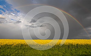 Colza. Seeds. Oil. Spring. Field. Stormy. Sky