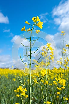 view of a yellow rapeseed field against blue sky with clouds background. Blooming canola flowers. Brassica Rapa