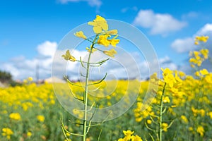 Yellow rapeseed field against blue sky with clouds background. Blooming canola flowers. Brassica Rapa photo