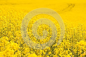 Yellow Rapeseed field background