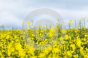Yellow rapeseed field. Blooming canola flowers. Agroindustry