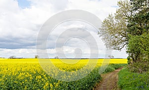 Yellow Rapeseed field and blue cloudy sky on spring hot day. Usual rural England landscape in Yorkshire