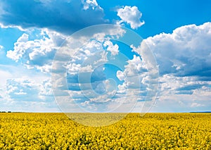 Yellow rapeseed field and blue sky with clouds on a sunny day