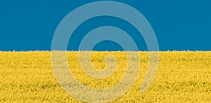 Yellow Rapeseed Field And Blue Sky In Summer Sunny Day. Landscape Like Flag Of Ukraine