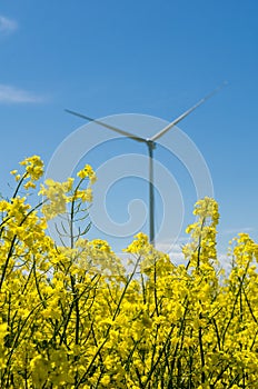 Yellow rapeseed field and blurred wind turbine, background of blue sky and white clouds, source of alternative energy