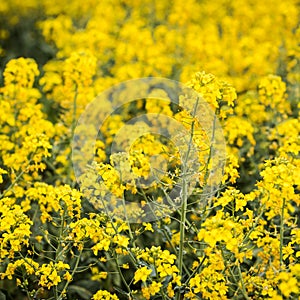 Yellow rapeseed field with bright yellow flowers on dark green stems