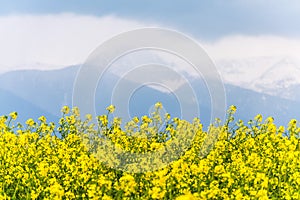 Yellow rapeseed field in the country with a cloudy mountain in t
