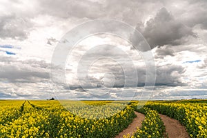 Yellow rapeseed field. A dirt rural road runs next to a beautiful rapeseed field. Cultivation of rapeseed and surepitsa in poor