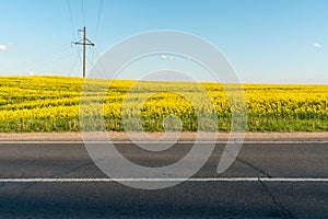 Yellow rapeseed field. A dirt rural road runs next to a beautiful rapeseed field. Cultivation of rapeseed and surepitsa in poor