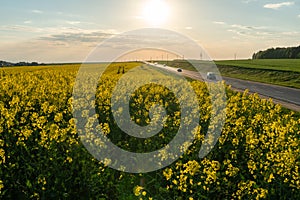 Yellow rapeseed field. A dirt rural road runs next to a beautiful rapeseed field. Cultivation of rapeseed and surepitsa in poor