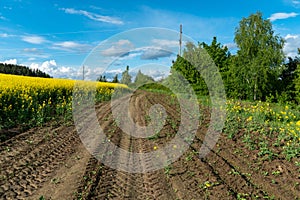 Yellow rapeseed field. A dirt rural road runs next to a beautiful rapeseed field. Cultivation of rapeseed and surepitsa in poor