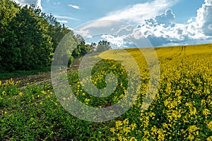 Yellow rapeseed field. A dirt rural road runs next to a beautiful rapeseed field. Cultivation of rapeseed and surepitsa in poor