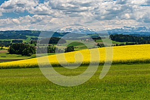 Yellow rapeseed field and Emmental landscapes, Alps and clouds