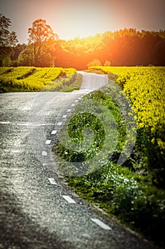 Yellow rapeseed field and a emty road