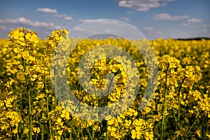 Yellow rapeseed field in the field and picturesque sky with white clouds. Blooming yellow canola flower meadows. Rapeseed crop in