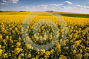 Yellow rapeseed field in the field and picturesque sky with white clouds. Blooming yellow canola flower meadows. Rapeseed crop in