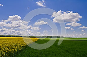 Yellow rapeseed field and green field of wheat under the blue sk