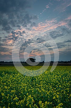 Yellow rapeseed field, horizon and clouds on sky after sunset