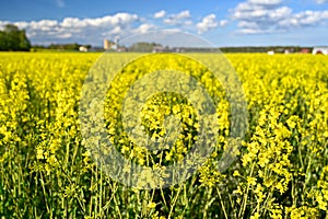 Yellow rapeseed field in Kumla Narke Sweden
