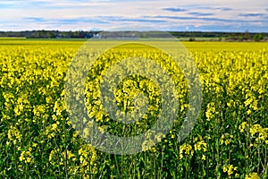 Yellow rapeseed field in Kumla Narke Sweden