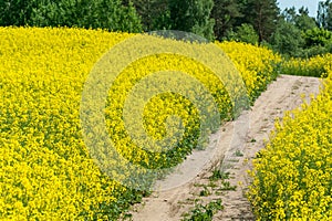 Yellow Rapeseed Field. Landscape. With Local Road.