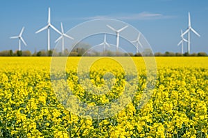 Yellow rapeseed field panorama with wind turbine or wind wheels.