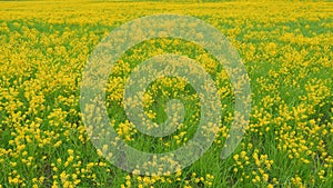 Yellow rapeseed in the field. Rapeseed flower Colza, canola plant for green energy. Wide shot.