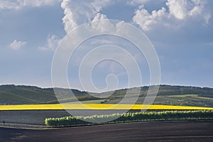 Yellow rapeseed field and row of trees, South Moravia