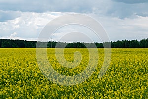 Yellow rapeseed field. It's a nasty day. Summer landscape.