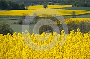 Yellow rapeseed field in the spring