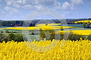 Yellow rapeseed field in the spring