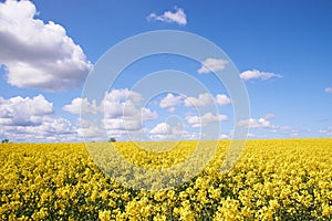 Yellow rapeseed field under a blue sky and white clouds