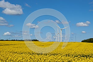 Yellow rapeseed field under a blue sky and white clouds