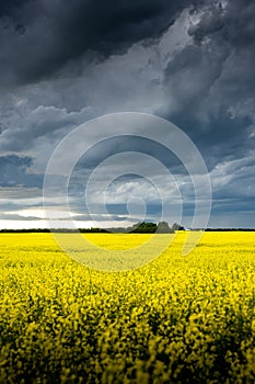 A yellow rapeseed field under a dramatic sky in Alberta Canada.