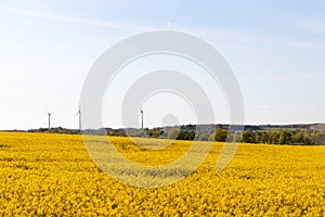 A yellow rapeseed field with wind turbines in the background and a blue sky