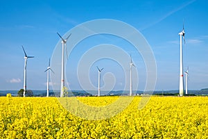 Yellow rapeseed field and windwheels