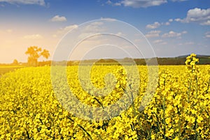 Yellow rapeseed fields in spring season