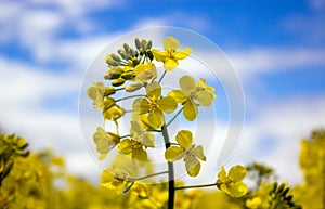 Yellow rapeseed flower with blue sky and white clouds. Peaceful nature. Beautiful background. Concept image