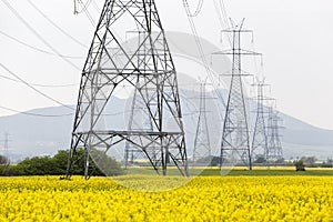 Yellow rapeseed flower field and blue sky with Electric post, in