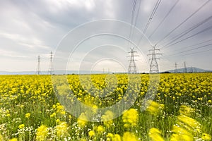 Yellow rapeseed flower field and blue sky with Electric post, in