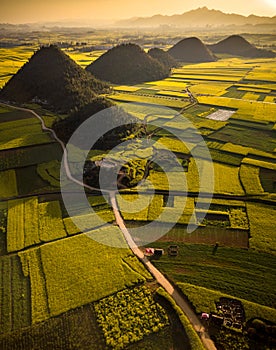 Yellow rapeseed flower field in spring, Luoping, China