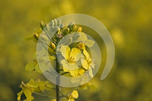 Yellow rapeseed flowers close up