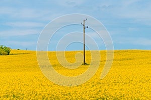 Yellow Rapeseed flowers in a field