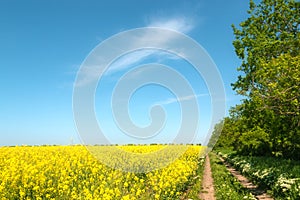 Yellow rapeseed flowers on field.