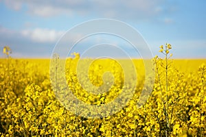 Yellow rapeseed flowers in a field against a blue sky. Rape, colza, oilseed, canola