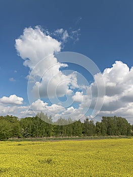 Yellow rapeseed flowers in a field against the sky with clouds