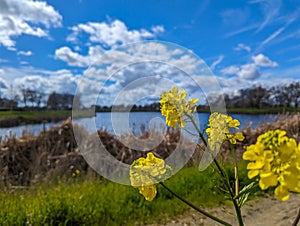 Yellow rapeseed flowers growing in spring in front of a large lake