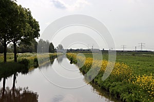 Yellow rapeseed flowers in the polders in provence Zuid Holland in the Netherlands.