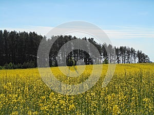 Yellow flowers rapeseed field and forest spring landscape blue sky solar background