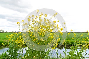 Yellow rapeseed in landscape